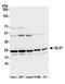 Glyoxalase I antibody, A305-290A, Bethyl Labs, Western Blot image 