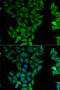 ELF3 antibody, 15-016, ProSci, Immunofluorescence image 