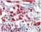 Red Blood Cells antibody, AP09195PU-N, Origene, Immunohistochemistry paraffin image 