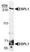 Extra Spindle Pole Bodies Like 1, Separase antibody, TA309645, Origene, Western Blot image 