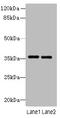 Thrombopoietin antibody, A64108-100, Epigentek, Western Blot image 