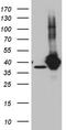 PDZ domain-containing protein GIPC1 antibody, TA811961, Origene, Western Blot image 