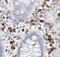 Caldesmon 1 antibody, FNab01199, FineTest, Immunohistochemistry frozen image 