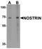 Nitric oxide synthase trafficker antibody, A06014, Boster Biological Technology, Western Blot image 