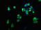 Corticotropin Releasing Hormone Receptor 2 antibody, LS-C669946, Lifespan Biosciences, Immunofluorescence image 
