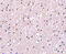 Presenilin 1 antibody, 4203, ProSci, Immunohistochemistry frozen image 