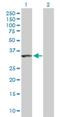 Family With Sequence Similarity 192 Member A antibody, H00080011-B01P, Novus Biologicals, Western Blot image 