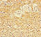 Cytochrome C Oxidase Assembly Factor 6 antibody, LS-C395654, Lifespan Biosciences, Immunohistochemistry paraffin image 