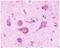 Latrophilin-3 antibody, NLS1138, Novus Biologicals, Immunohistochemistry paraffin image 
