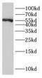 Nuclear receptor subfamily 6 group A member 1 antibody, FNab03390, FineTest, Western Blot image 
