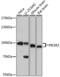 Phosphoinositide-3-Kinase Regulatory Subunit 2 antibody, 16-942, ProSci, Western Blot image 