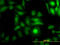 Dedicator of cytokinesis protein 4 antibody, LS-C105088, Lifespan Biosciences, Immunofluorescence image 