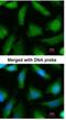 Proteasome 20S alpha 6 antibody, NBP1-32406, Novus Biologicals, Immunocytochemistry image 