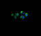 Secreted Ly-6/uPAR-related protein 1 antibody, A63462-100, Epigentek, Immunofluorescence image 