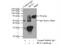 Regulatory Factor X3 antibody, 14784-1-AP, Proteintech Group, Immunoprecipitation image 
