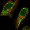 Aminomethyltransferase antibody, HPA005566, Atlas Antibodies, Immunofluorescence image 