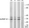 Heterogeneous Nuclear Ribonucleoprotein A1 antibody, TA314018, Origene, Western Blot image 