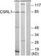 Vomeronasal 2 Receptor 1 pseudogene antibody, A30796, Boster Biological Technology, Western Blot image 