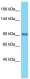 Fibrous Sheath Interacting Protein 2 antibody, TA331485, Origene, Western Blot image 