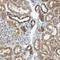 PNKD Metallo-Beta-Lactamase Domain Containing antibody, HPA017068, Atlas Antibodies, Immunohistochemistry paraffin image 