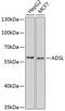 Adenylosuccinate lyase antibody, GTX30029, GeneTex, Western Blot image 