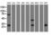 Quinolinate Phosphoribosyltransferase antibody, LS-C115492, Lifespan Biosciences, Western Blot image 