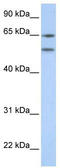 5-Hydroxytryptamine Receptor 2A antibody, TA330446, Origene, Western Blot image 
