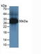 Tryptase antibody, LS-C296826, Lifespan Biosciences, Western Blot image 
