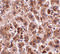Three prime repair exonuclease 2 antibody, 4971, ProSci Inc, Immunohistochemistry frozen image 