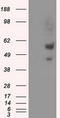 Atrial natriuretic peptide receptor 3 antibody, CF501077, Origene, Western Blot image 