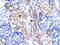 Nuclear receptor ROR-alpha antibody, 31-181, ProSci, Immunohistochemistry frozen image 