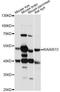 KIAA0513 antibody, LS-C749810, Lifespan Biosciences, Western Blot image 