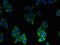 Biogenesis Of Lysosomal Organelles Complex 1 Subunit 1 antibody, CSB-PA00495A0Rb, Cusabio, Immunofluorescence image 