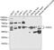 P2Y2R antibody, 15-267, ProSci, Western Blot image 