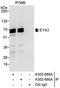 EYA Transcriptional Coactivator And Phosphatase 3 antibody, A302-690A, Bethyl Labs, Immunoprecipitation image 