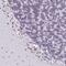 Zinc Finger Protein 800 antibody, PA5-54693, Invitrogen Antibodies, Immunohistochemistry paraffin image 