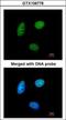 MAF1 Homolog, Negative Regulator Of RNA Polymerase III antibody, GTX106776, GeneTex, Immunofluorescence image 