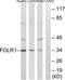 Folate Receptor Alpha antibody, TA313888, Origene, Western Blot image 