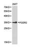 Fc Fragment Of IgE Receptor II antibody, LS-C193032, Lifespan Biosciences, Western Blot image 