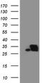 Small Nuclear Ribonucleoprotein Polypeptide B2 antibody, TA808092, Origene, Western Blot image 
