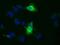 Aminoacylproline aminopeptidase antibody, GTX83414, GeneTex, Immunofluorescence image 
