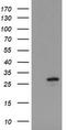 Ubiquitin-conjugating enzyme E2 S antibody, TA505185BM, Origene, Western Blot image 