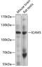 Intercellular adhesion molecule 5 antibody, 19-295, ProSci, Western Blot image 
