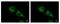 Scavenger receptor class A member 3 antibody, LS-C185378, Lifespan Biosciences, Immunocytochemistry image 