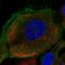 Folliculin antibody, HPA028760, Atlas Antibodies, Immunofluorescence image 