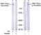 Protein Kinase, DNA-Activated, Catalytic Subunit antibody, TA309996, Origene, Western Blot image 