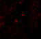 Hyaluronan Mediated Motility Receptor antibody, 6189, ProSci, Immunofluorescence image 