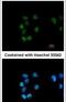RB Binding Protein 4, Chromatin Remodeling Factor antibody, PA5-30422, Invitrogen Antibodies, Immunofluorescence image 