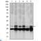 Proteasome Subunit Beta 8 antibody, LS-C812686, Lifespan Biosciences, Western Blot image 