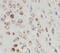Prostaglandin E2 receptor EP3 subtype antibody, FNab06915, FineTest, Immunohistochemistry paraffin image 